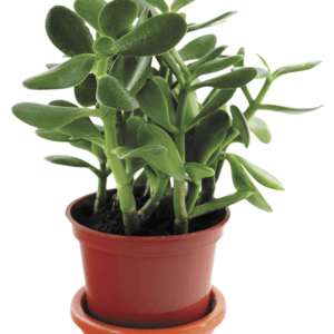 Les fleurs de jade
